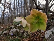 72 Helleborus niger (Ellebori) in fruttescenza